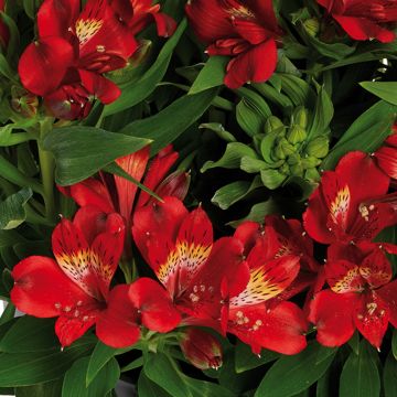 Alstroemeria Inticancha Doba - Inkalilie