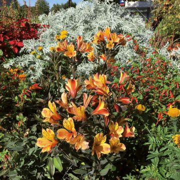 Alstroemeria Summer Breeze - Inkalilie