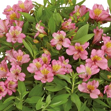Alstroemeria Summer Rose - Inkalilie