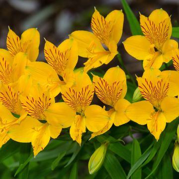 Alstroemeria aurea Lutea - Inkalilie