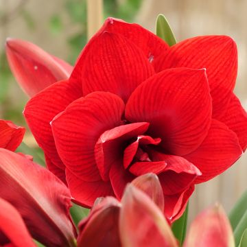 Hippeastrum Double Dragon -  Ritterstern