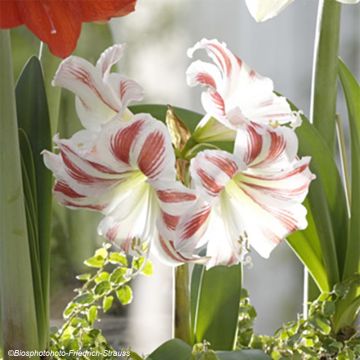 Amaryllis Flaming Striped