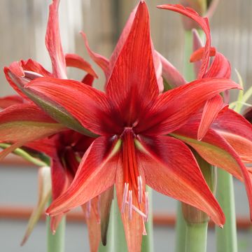 Hippeastrum Cybester Bogota - Ritterstern