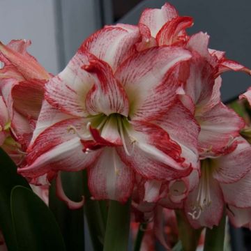 Hippeastrum Double Record - Ritterstern
