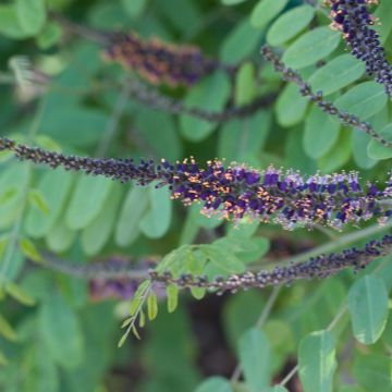 Amorpha ouachitensis - Faux indigo