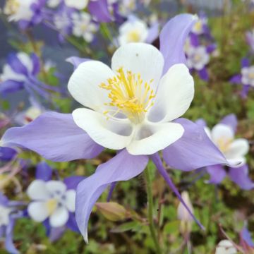 Aquilegia coerulea - Akelei
