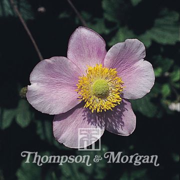 Anemone Japonica Mixed (Samen) - Japan-Herbst-Anemone