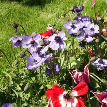 Anemone coronaria Mr Fokker - Kronen-Anemone