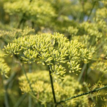 Anis Bio - Pimpinella anisum