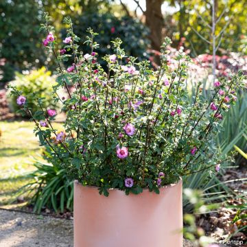 Anisodontea Carnival Lights Gala