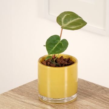 Flamingoblumen - Anthurium Dorayaki x magnificum