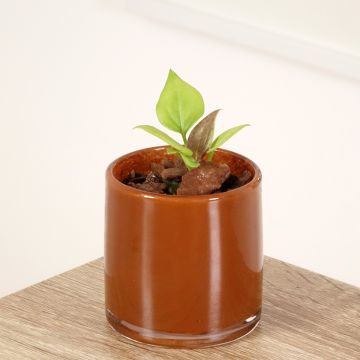 Flamingoblumen - Anthurium jenmanii Gold