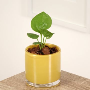 Flamingoblumen - Anthurium jenmanii Green Jady