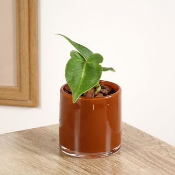 Flamingoblumen - Anthurium magnificum