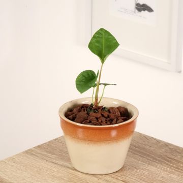 Flamingoblumen - Anthurium magnificum x Dark Phoenix