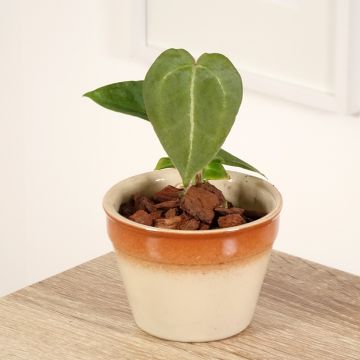 Flamingoblumen - Anthurium forgetii