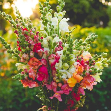 Löwenmäulchen Maximum varié (Samen) - Antirrhinum