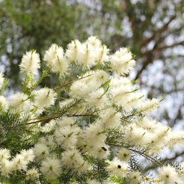 Melaleuca alternifolia - Australischer Teebaum