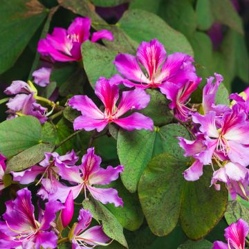 Bauhinia purpurea - Orchideenbaum