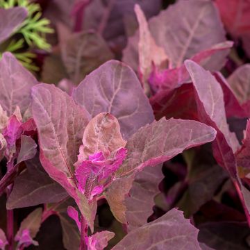 Garten-Melde - Atriplex hortensis
