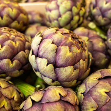 Artischocke Violet de Provence Bio - Ferme de Sainte Marthe