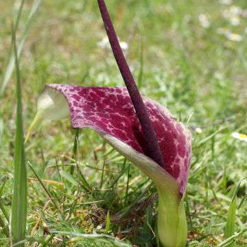 Arum dioscoridis - Dioskurides-Aronstab