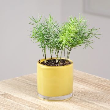 Asparagus sprengeri - Sprengers Zier-Spargel 