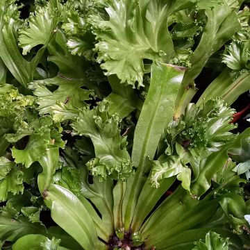 Asplenium antiquum Leslie - Vogel-Nestfarn