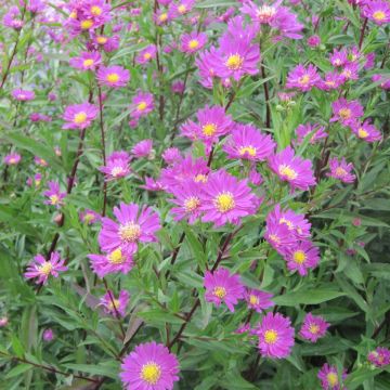 Aster hybride Carmen - Aster rose vif