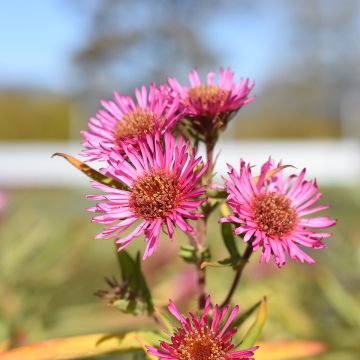 Aster novae-angliae Andenken an Alma Pötschke - Neuenglische Aster