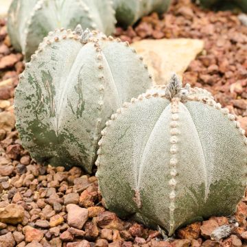 Astrophytum myriostigma - Bischofsmütze