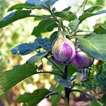 Aubergine Rotonda Bianca di Sfumata - Solanum melongena