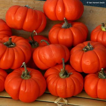 Äthiopische Eierfrucht Gilo - Solanum aethiopicum