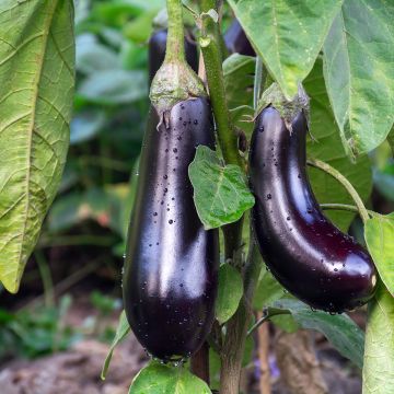 Aubergine de Barbentane Bio