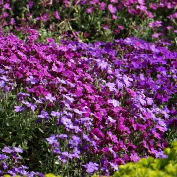Graines d'Aubriète Cascade en mélange