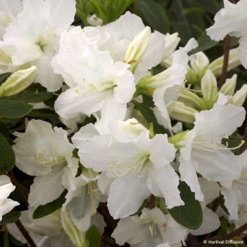 Japanische Azalee REPETITA White - Azalea