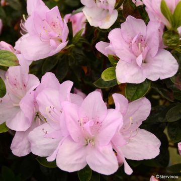 Japanische Azalee Rêve de Lilas - Azalea
