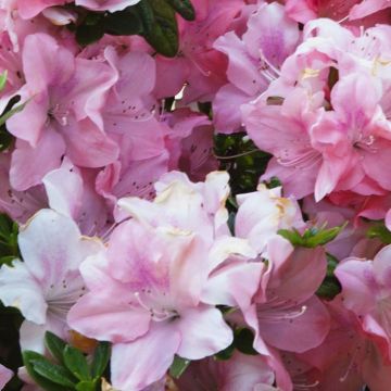 Japanische Azalee ENCORE Debutante - Azalea
