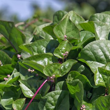 Malabarspinat Select Red - Basella alba