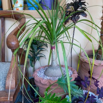 Beaucarnea recurvata - Elefantennuss