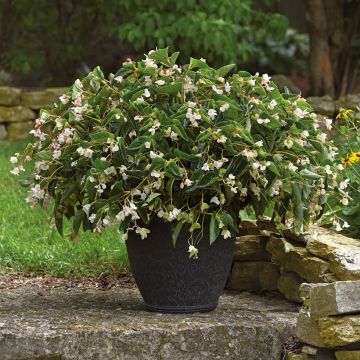 Begonie Dragon Wing White