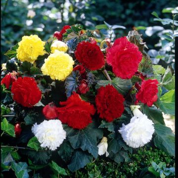 Begonia Fimbriata mix 6 Farben