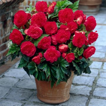 Begonie Non Stop Pink - Begonia multiflora