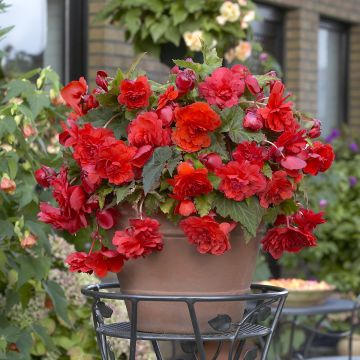 Begonie Red Glory - Begonia Odorata 