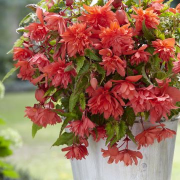 Begonie Salmon - Begonia Pendula 