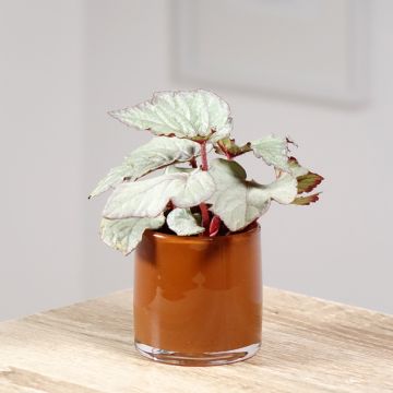 Begonia Rex Pink Pop - Blattbegonie