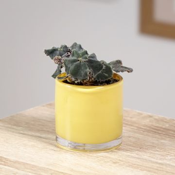 Begonia Rex Dark Mambo - Blattbegonie