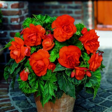 Begonie Copper - Begonia grandiflora