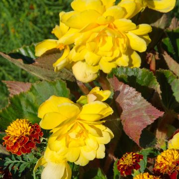 Begonie Yellow - Begonia pendula