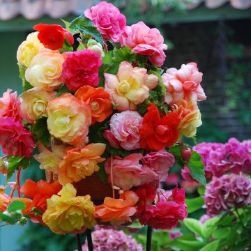 Begonie Splendide mix 3 Farben - Begonia pendula